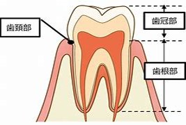 歯の構造｜【症例】知覚過敏の症状に対する治療 ｜センター南の歯医者「センター南デンタルクリニック」