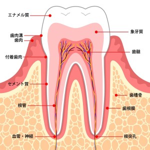歯の構造|歯の破折を招く4つの原因とは?歯ぎしり・食いしばりとの関係と対策を解説|センター南の歯医者「センター南デンタルクリニック」